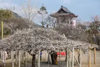 本東寺の写真・動画_image_519331