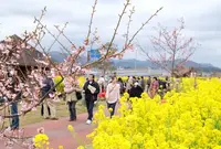 五ヶ瀬川の写真・動画_image_519333