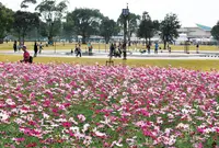 宮崎県農業科学公園ルピナスパークの写真・動画_image_523360