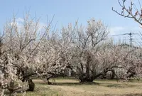 中央公園の写真・動画_image_529344