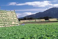 大根やぐらの写真・動画_image_532036