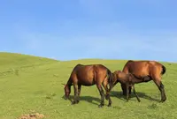 都井岬の写真・動画_image_533225