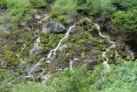 チャツボミゴケの写真・動画_image_585936