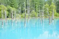 白金青い池の写真・動画_image_924523