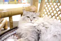 ワンニャンふれあいルームの写真・動画_image_26577