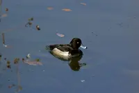 大野貯水池の写真・動画_image_52645