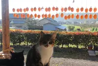 田舎料理 古民家宿「里山辺」（さとやまべ）の写真・動画_image_53843