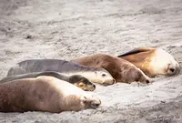 シール・ベイ保護公園の写真・動画_image_1202700