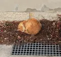 豊島の写真_112846