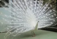 小鳥と小動物の森（アルプス公園内）の写真・動画_image_29004