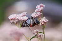 柚子の里　水尾の写真・動画_image_66721