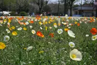 国営昭和記念公園の写真・動画_image_73938