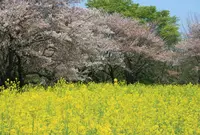 国営昭和記念公園の写真・動画_image_73940