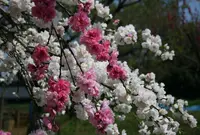 国営昭和記念公園の写真・動画_image_73971