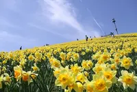 びわ湖バレイの写真・動画_image_74501