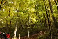 清流の森の写真・動画_image_152733