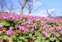 西木町小山田八津の写真・動画_image_161241