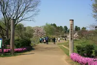 国営昭和記念公園の写真・動画_image_175746