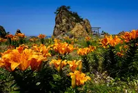 藻浦崎公園の写真・動画_image_184174