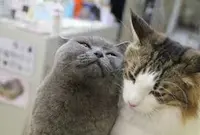 Cat Cafe ねころびの写真・動画_image_278455