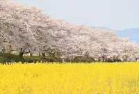 藤原宮跡の写真・動画_image_308938