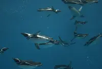 上越市立水族博物館 うみがたり（旧：上越市立水族博物館）の写真・動画_image_343398