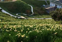 越前岬水仙ランドの写真・動画_image_455348