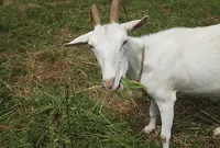 松原農園の写真・動画_image_494142