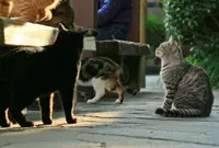 千光寺の写真・動画_image_513438