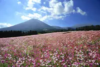 花の駅 生駒高原の写真・動画_image_515292