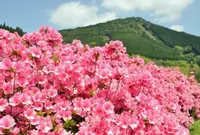 椎八重公園の写真・動画_image_519320