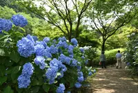 あじさい公園の写真・動画_image_523417