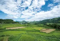 栃又の棚田の写真・動画_image_536837