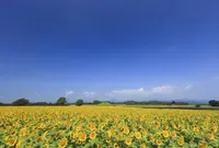 国指定特別史跡 西都原古墳群の写真・動画_image_604522