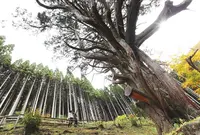 大久保のヒノキの写真・動画_image_628908