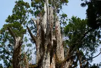 石徹白大杉の写真・動画_image_657825