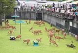 鹿苑