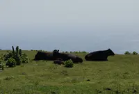 八丈富士牧野・ふれあい牧場の写真・動画_image_53359