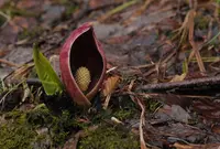 川口米の写真・動画_image_71691
