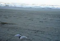 千里浜海岸の写真・動画_image_126090