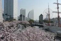 さくら通りの写真・動画_image_307730