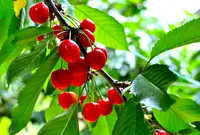 果樹園あかはねの写真・動画_image_341721