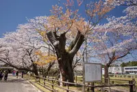 母智丘関之尾公園の写真・動画_image_515367