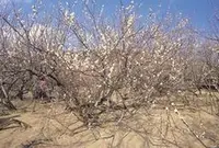 高岡の月知梅の写真・動画_image_529341