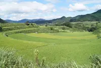 尾戸の口棚田の写真・動画_image_536839
