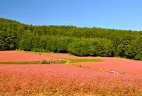 赤そばの里の写真・動画_image_424177