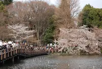 井の頭恩賜公園の写真・動画_image_25032