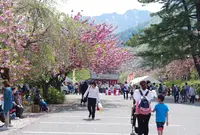 船上山屏風岩の写真・動画_image_34173