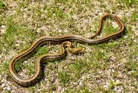 上野原市の写真・動画_image_54188