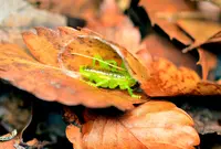 上野原市の写真・動画_image_54199